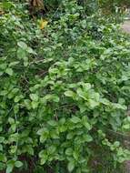 Image of Arabian jasmine