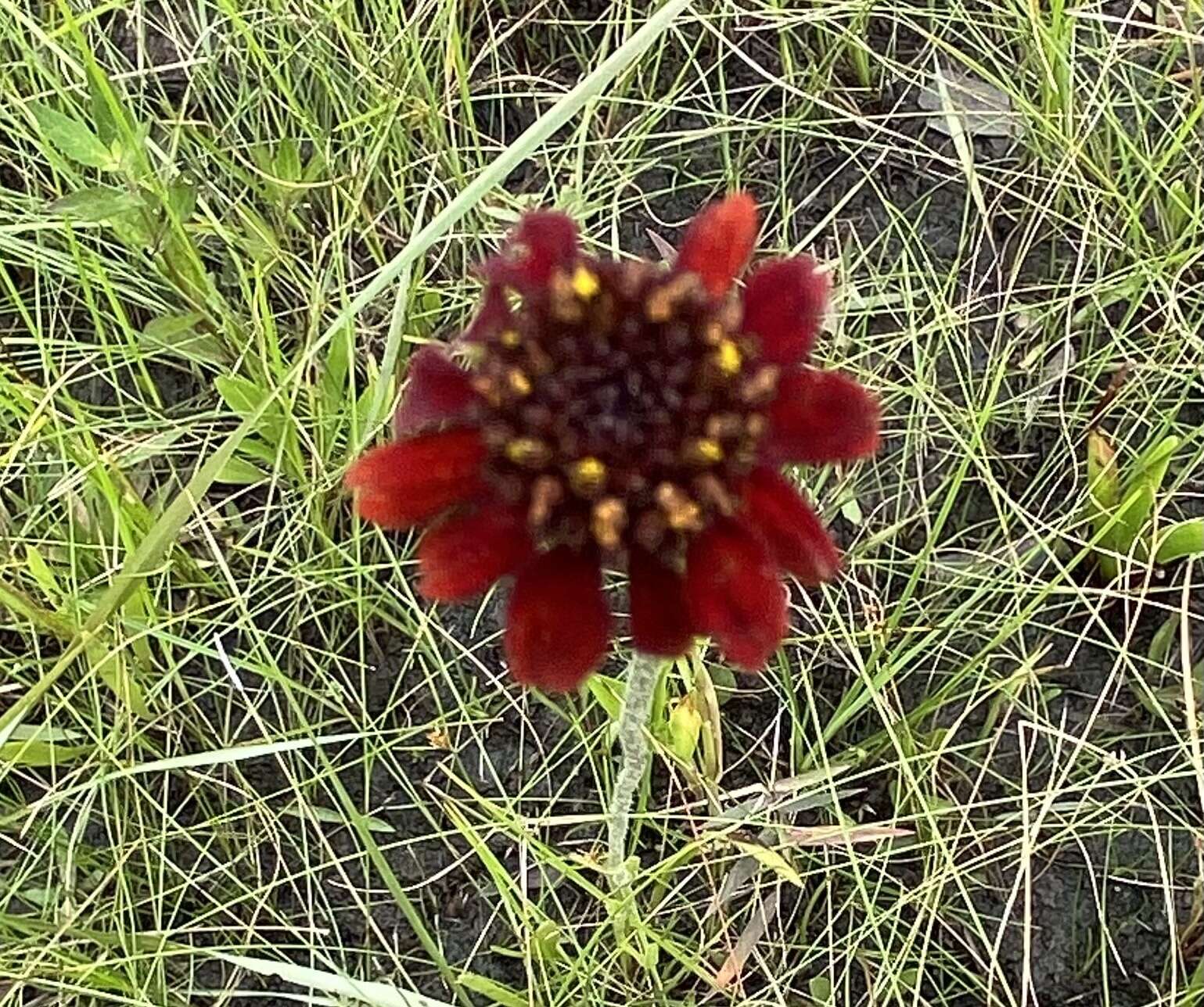 Image of Grass-Leaf Coneflower