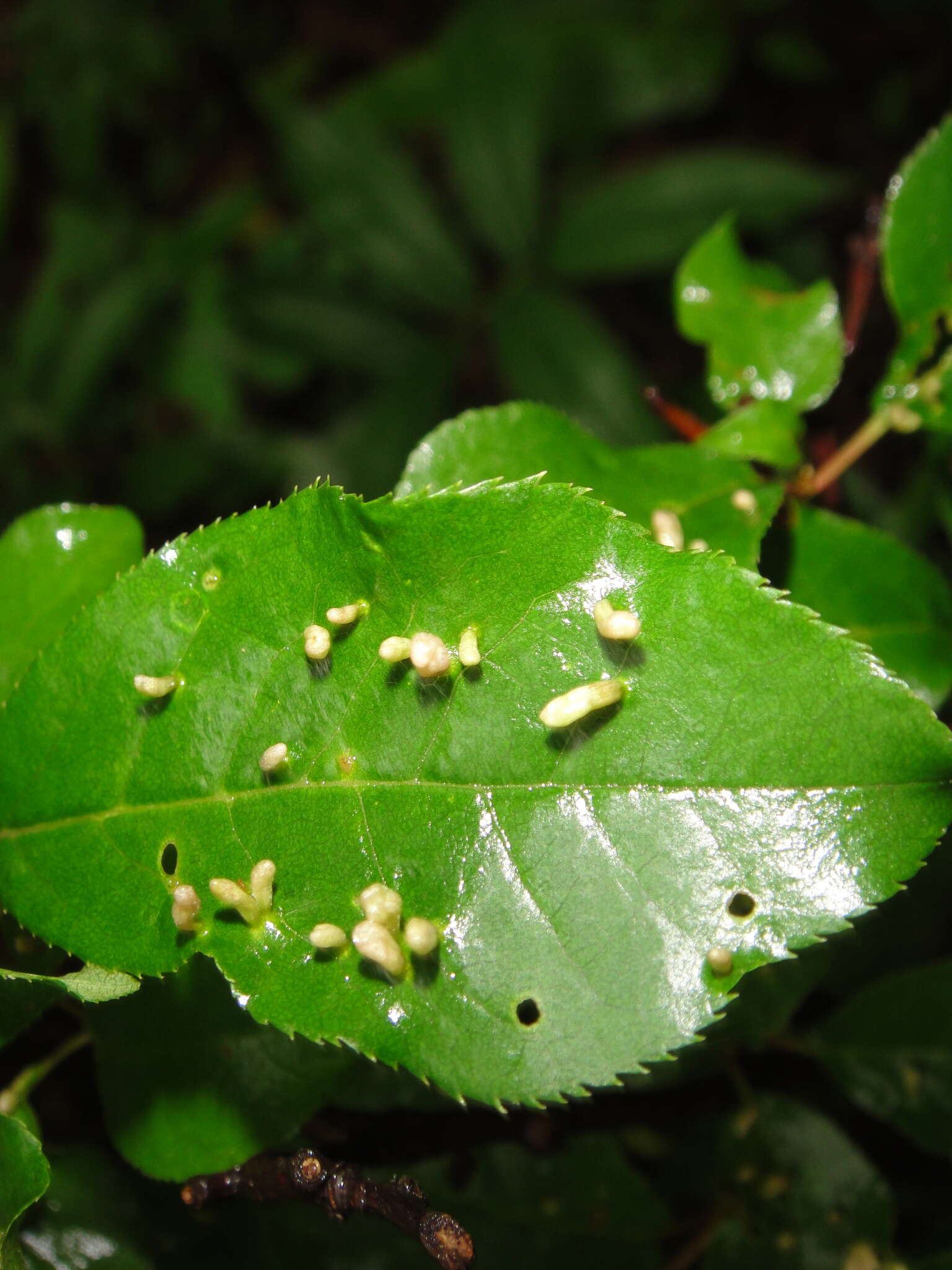 Image of <i>Eriophyes emarginatae</i> Keifer 1939