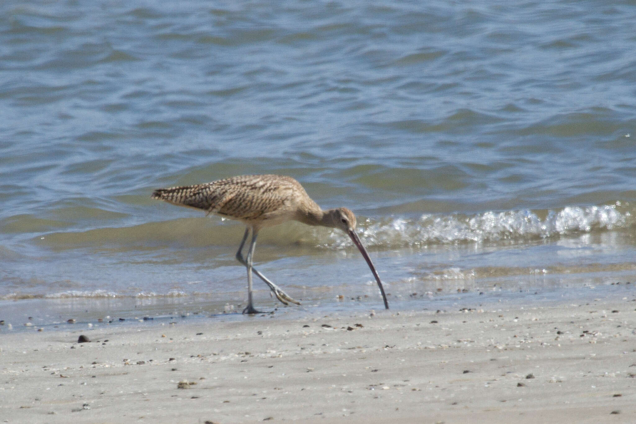 Image of Long-billed Curlew