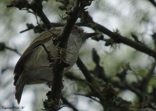 Image of Pearly-vented Tody-Tyrant