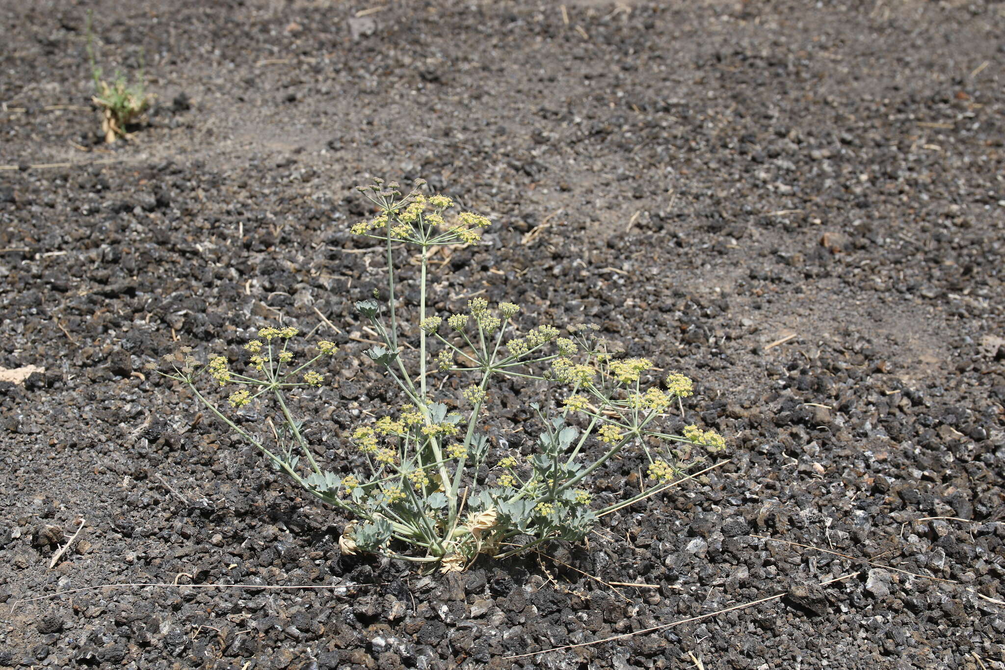 Image of Ducrosia flabellifolia Boiss.