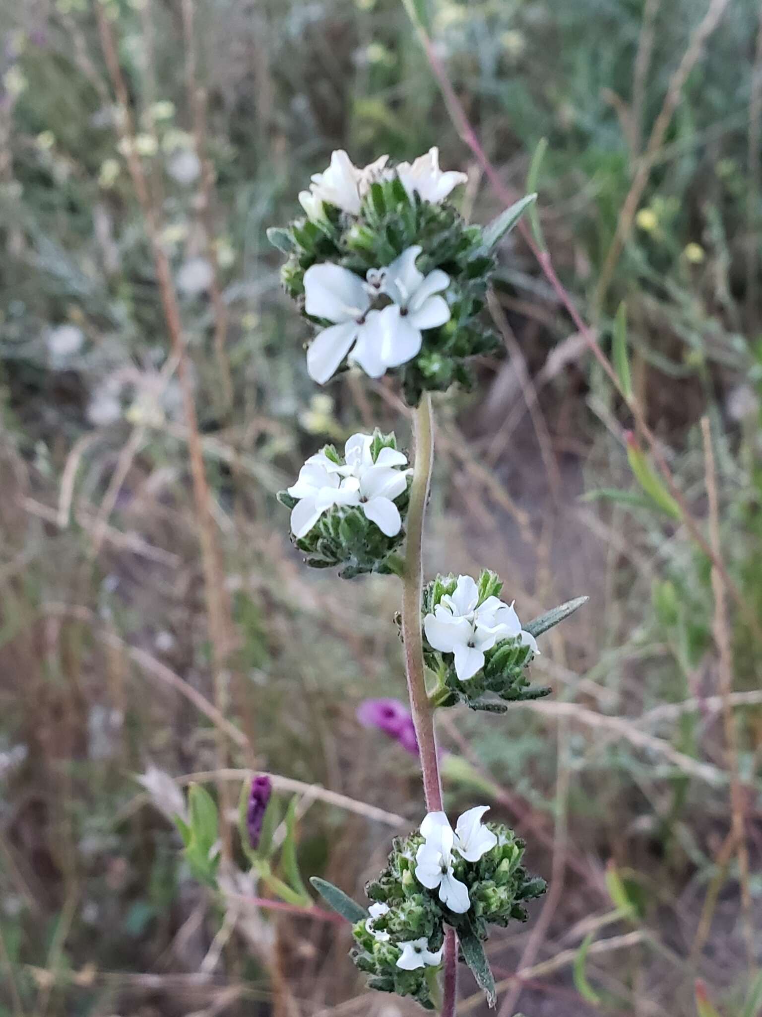 Image of soft western rosinweed