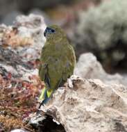 Image of Rock Parrot