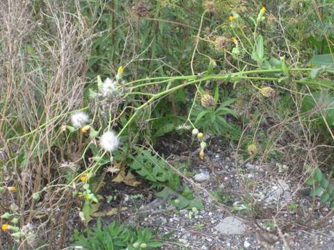 Plancia ëd Sonchus arvensis L.