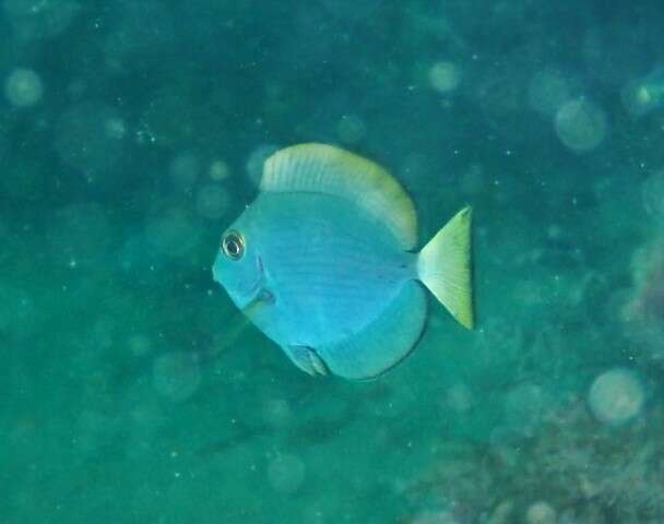 Image of Bleeker's Surgeonfish