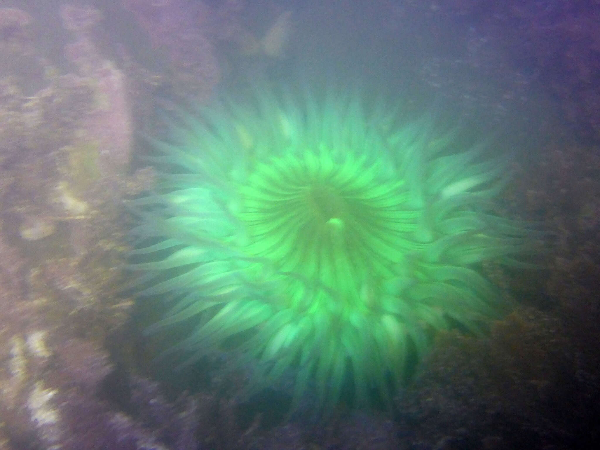 Image of Starburst anemone