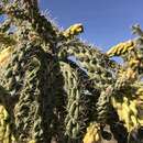 Imagem de Cylindropuntia kelvinensis (V. E. Grant & K. A. Grant) P. V. Heath