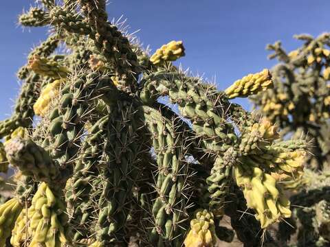 Image of Kelvin pricklypear