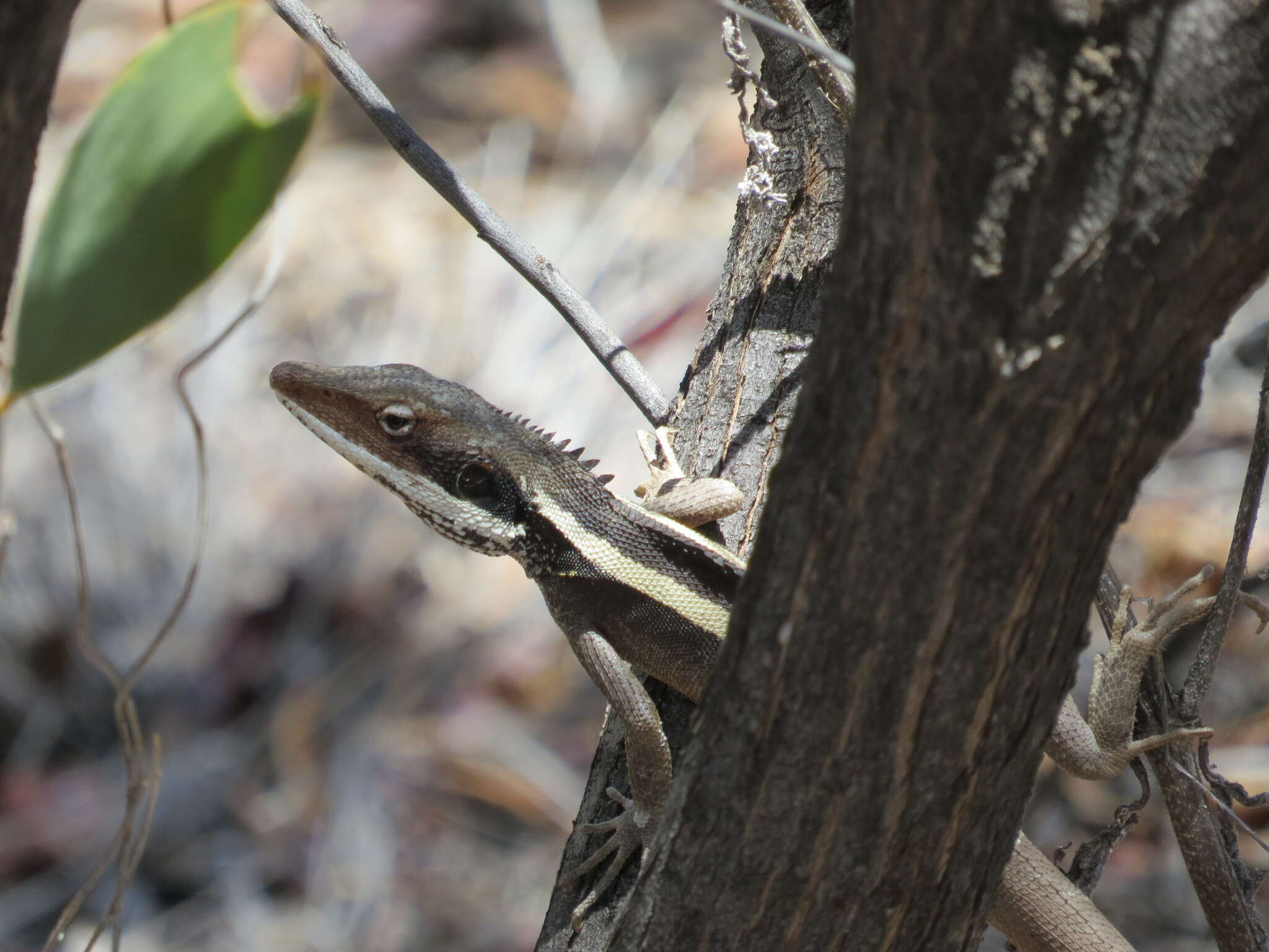 Image of Long-nosed Water Dragon