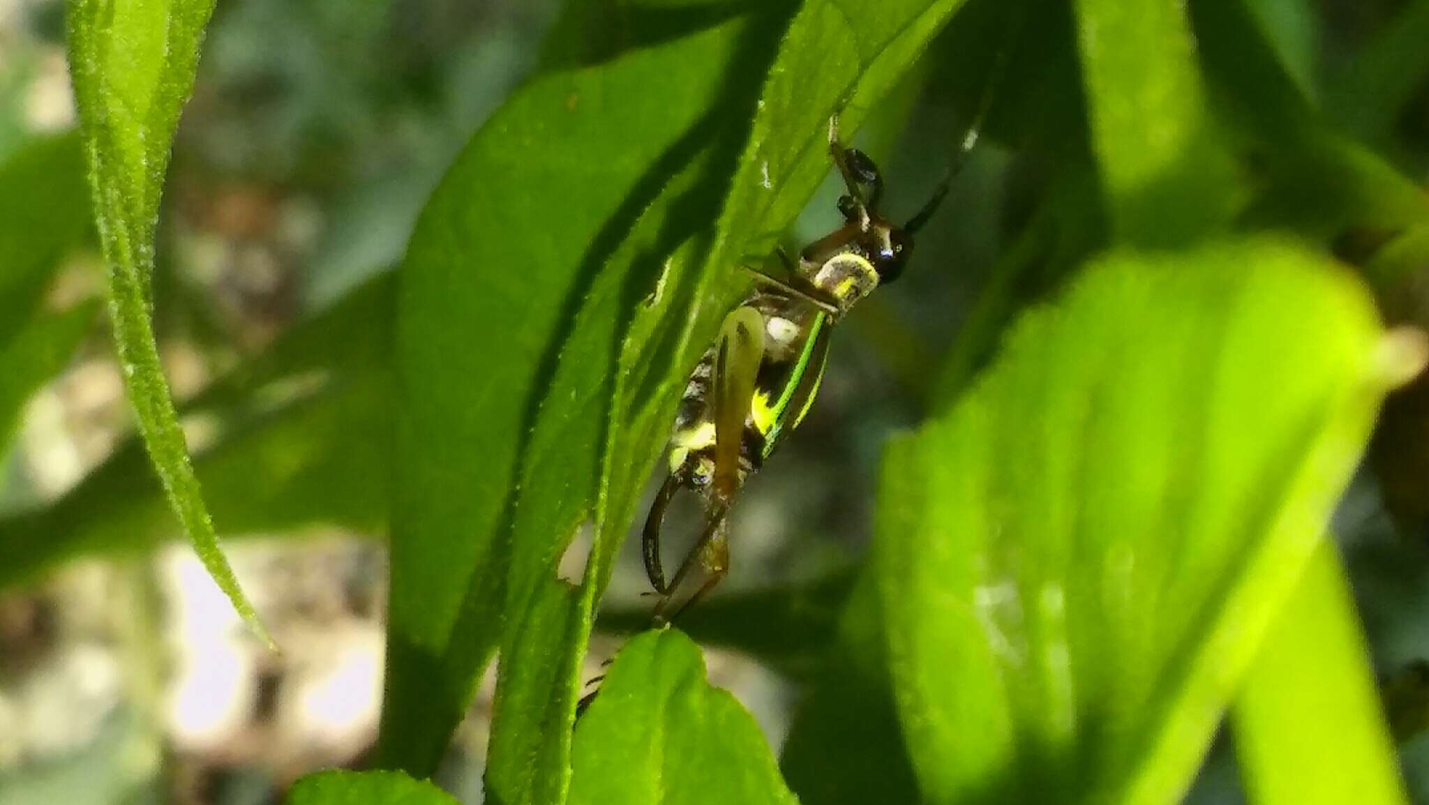 Слика од Phylloscyrtus amoenus Burmeister & H. 1880