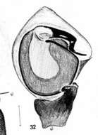 Image of Psammitis minor (Charitonov 1946)