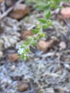 Plancia ëd Cryptantha crassisepala (Torr. & Gray) Greene