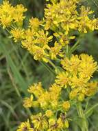 Слика од Solidago rigida subsp. glabrata (Braun) S. B. Heard & J. C. Semple