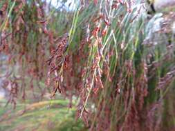 Image of Restio subverticillatus (Steud.) Mast.