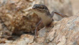 Takydromus sexlineatus ocellatus Cuvier 1829的圖片