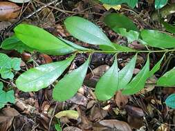 Image of Calophyllum teysmannii Miq.