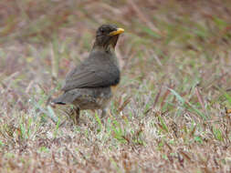 Image of African Thrush