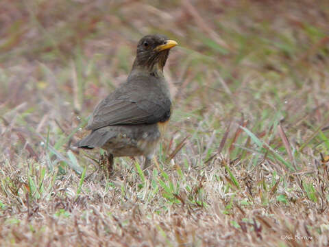 Imagem de Turdus pelios Bonaparte 1850