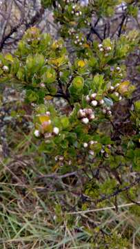 Image of Baccharis tricuneata (L. fil.) Pers.