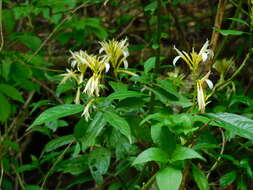 Image of Pachystachys azaleiflora (Rusby) A. L. A. Côrtes