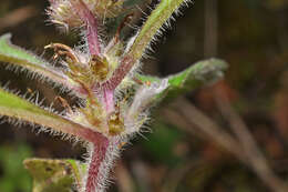 Image of Ajuga taiwanensis Nakai ex Murata