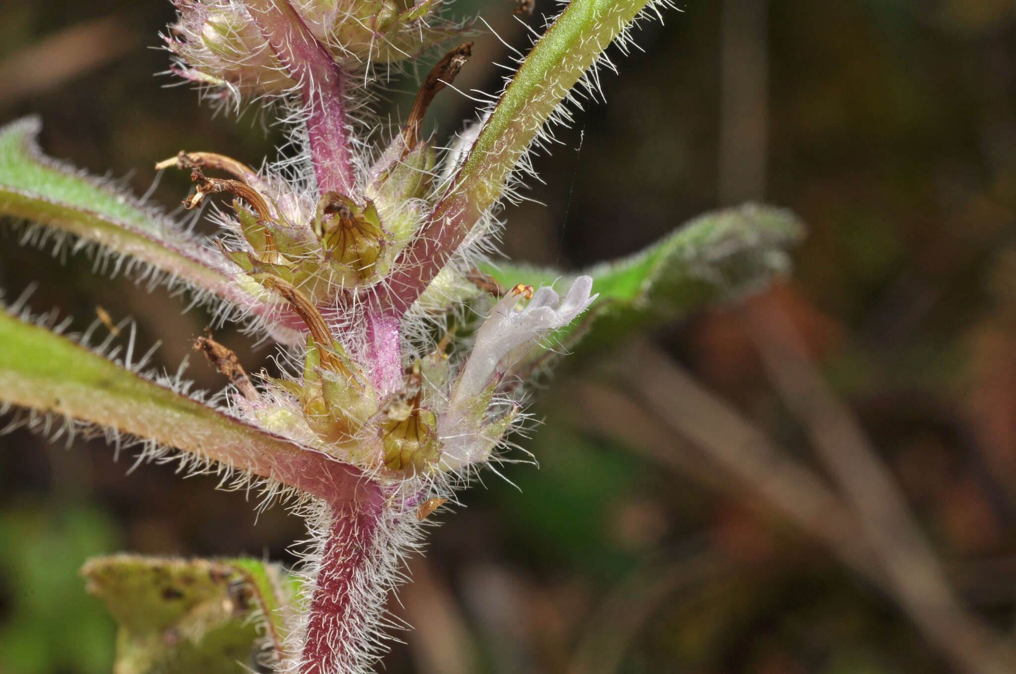 Image of Ajuga taiwanensis Nakai ex Murata