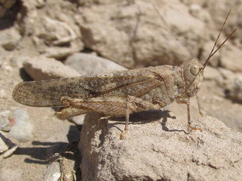 Image of Wrangler Grasshopper