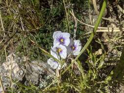 Image of Nierembergia linariifolia var. glabriuscula (Dun.) A. A. Cocucci & A. T. Hunziker