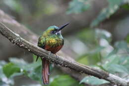 Image of Bluish-fronted Jacamar