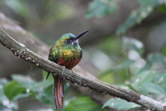 Image of Bluish-fronted Jacamar