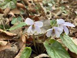 Image of Viola bissetii Maxim.