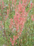 Image de Rumex hastatulus Baldw. apud Ell.