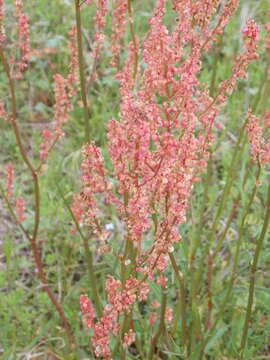 Imagem de Rumex hastatulus Baldw. apud Ell.