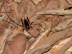 Image of Apotetamenus clipeatus Brunner von Wattenwyl 1888