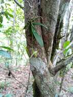 صورة Angraecum rhynchoglossum Schltr.