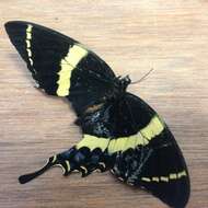 Image of Papilio garamas Geyer 1829