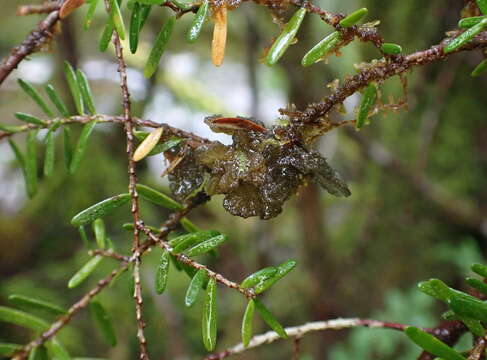 Image of Gabura insignis