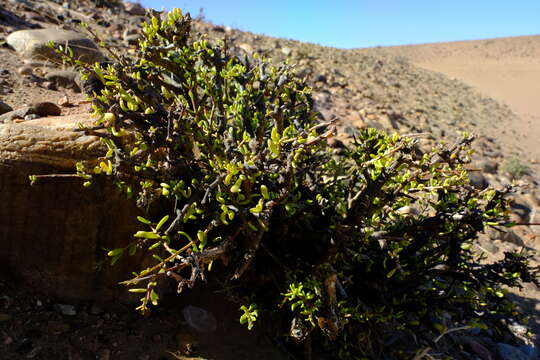 Image of Portulacaria fruticulosa (H. Pearson & Stephens) Bruyns & Klak