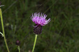 Imagem de Cirsium grahamii A. Gray