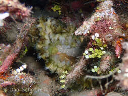 Image of Ass's ear abalone