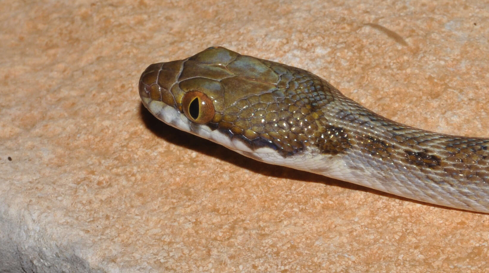 Sivun Madagascarophis ocellatus Domergue 1987 kuva