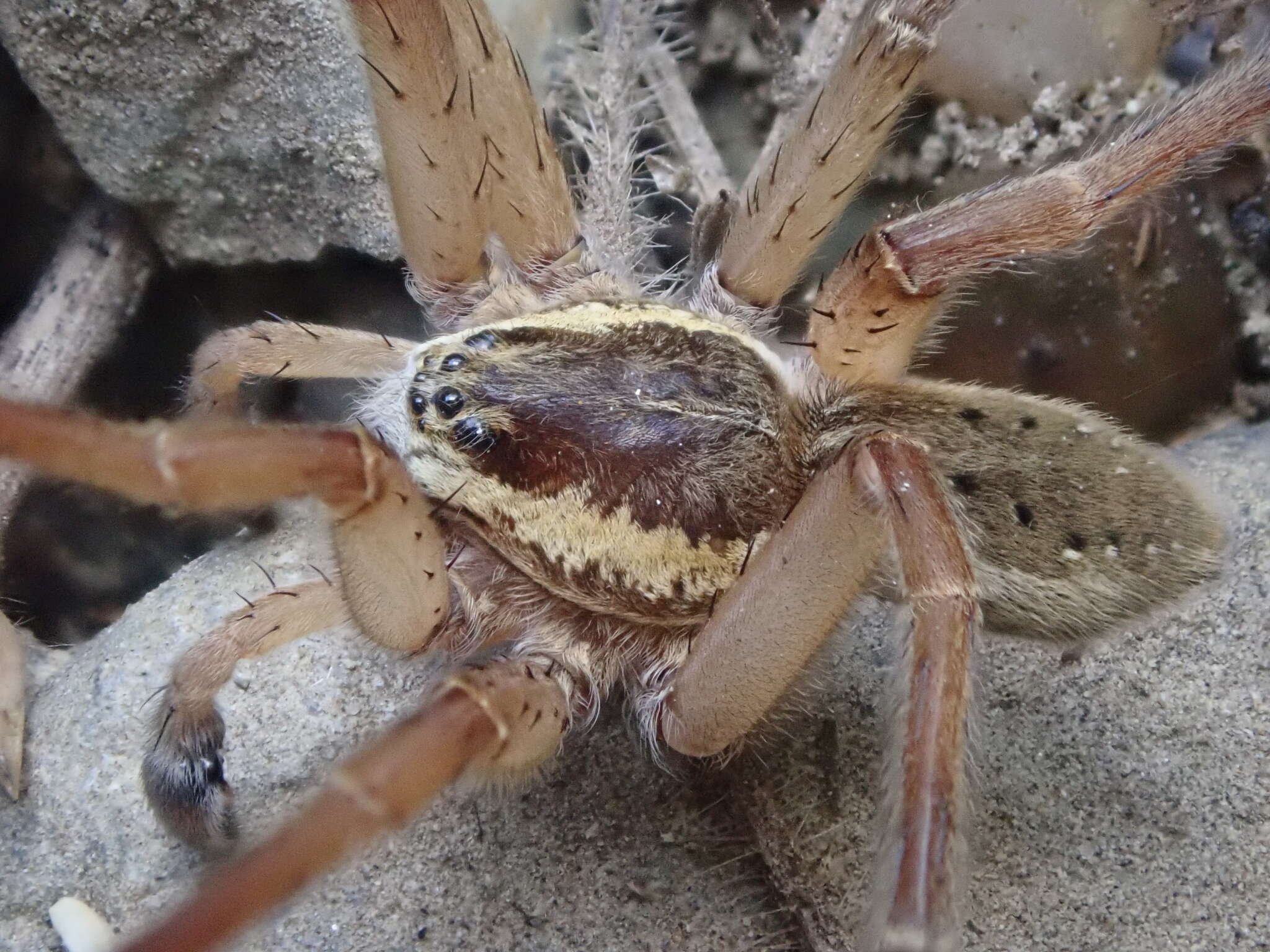 Image of Dolomedes aquaticus Goyen 1888