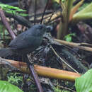 Image of Spillmann's Tapaculo