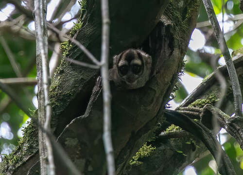 Image of Colombian Gray Night Monkey