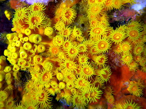 Image of Epizoanthus karenae Philipp & Fautin 2009