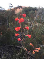 Image of scarlet larkspur