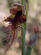 Imagem de Calochilus gracillimus Rupp