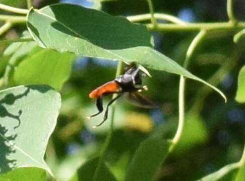 Image of Tachinid fly