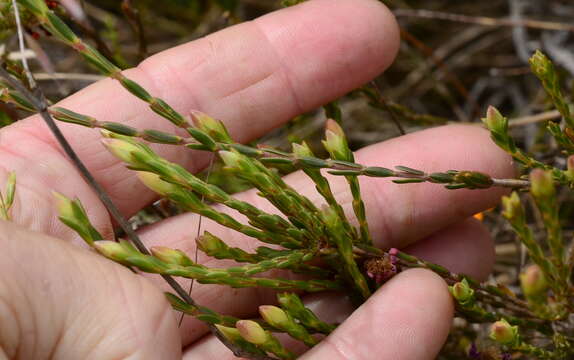 Image of Lachnaea uniflora (L.) Cr.